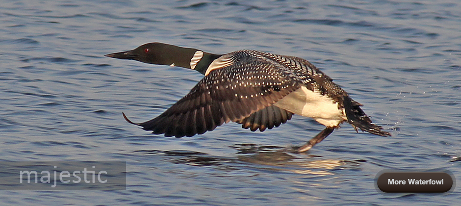 View More Waterfowl