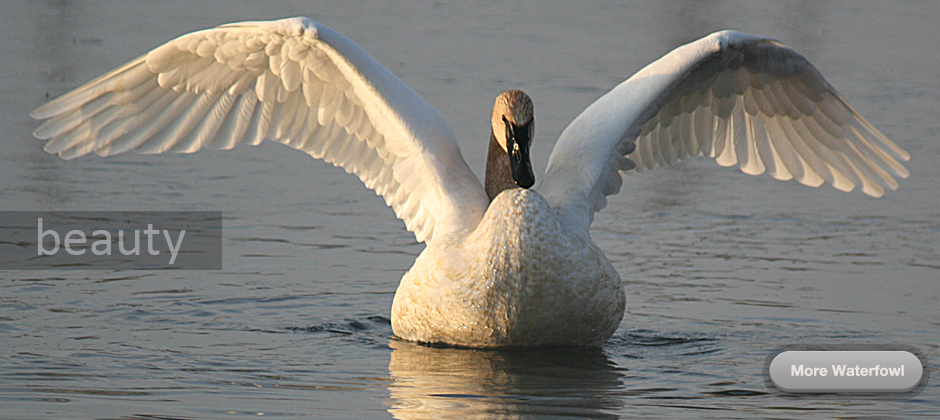 View More Waterfowl
