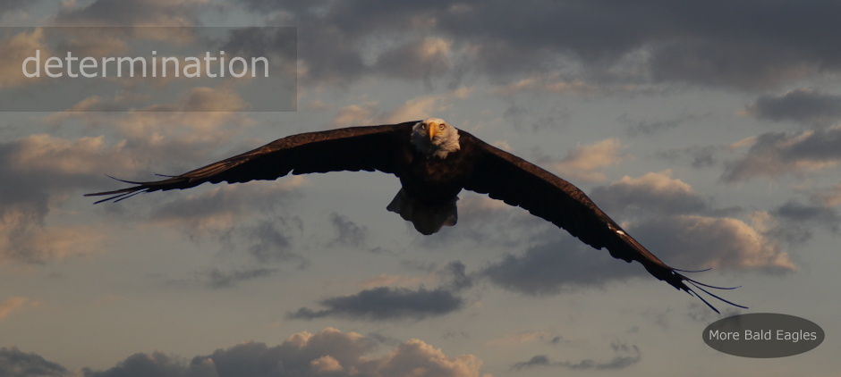 View More Waterfowl